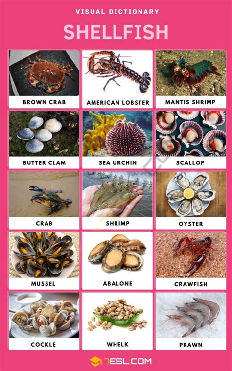 List of Shellfish in English with Pictures • 7ESL