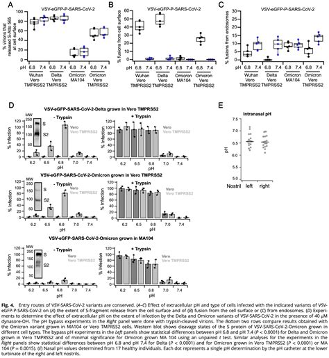 Kreutzberger: SARS-CoV-2 requires acidic pH to infect cells [Iota