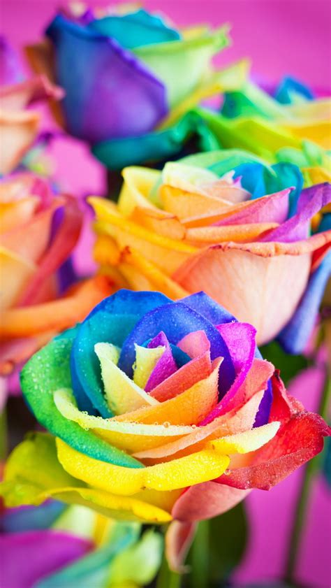 🔥 [50+] Rainbow Roses Wallpapers | WallpaperSafari