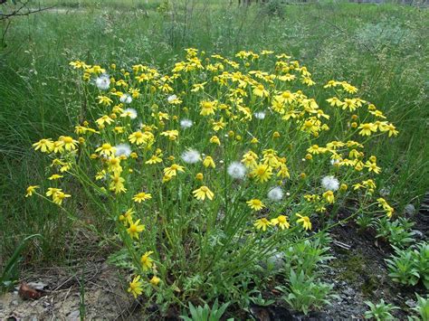 Senecio Vernalis Dscf Starzec Wiosenny Fr Hlings Gre Flickr