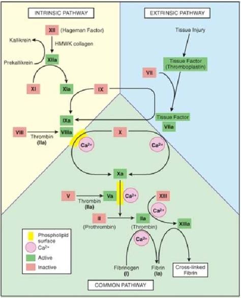 Figure From The Cell Based Model Of In Vivo Coagulation A Work In