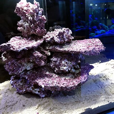 Real Reef Rock-Shelf Rock per kg – Aquarium Store Melbourne | Marine & Accessories | Corals ...