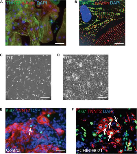 Frontiers Cardiomyocyte Proliferation And Maturation Two Sides Of