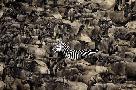 Natural World & Wildlife | World Photography Organisation