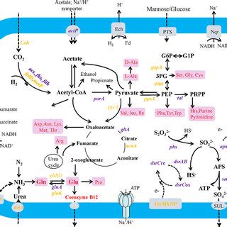 Metabolic Map Reconstructed From The Draft Genome Of Candidatus