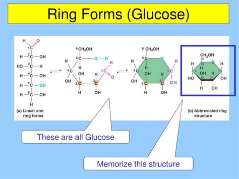 Ppt Chapter 5a The Structure And Function Of Macromolecules Carbohydrates Powerpoint