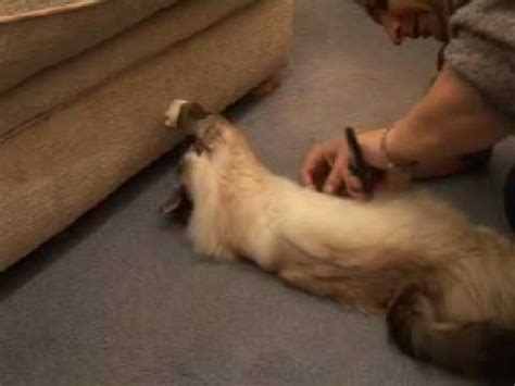 Birman Brushing YouTube