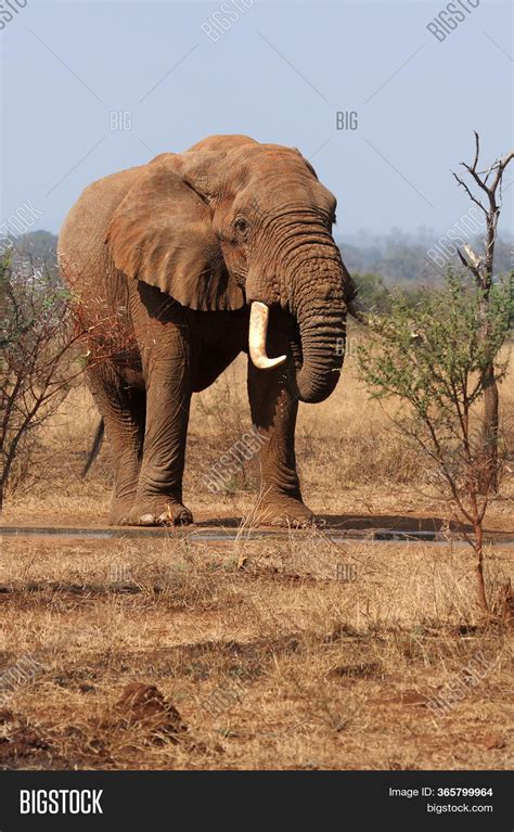 African Bush Elephant Bull