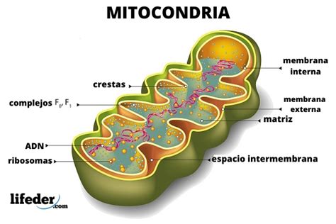 Mitocondrias Características Funciones Partes