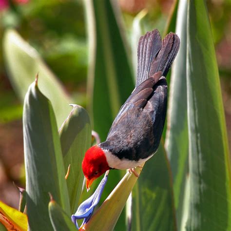 Hawaiʻi Birding Trails | yellow-billed cardinal