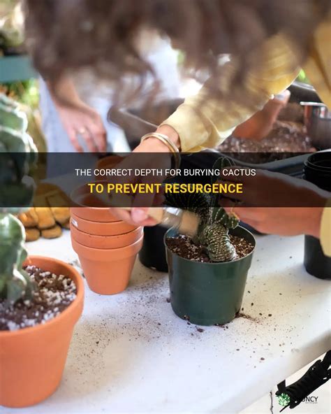 The Correct Depth For Burying Cactus To Prevent Resurgence Shuncy