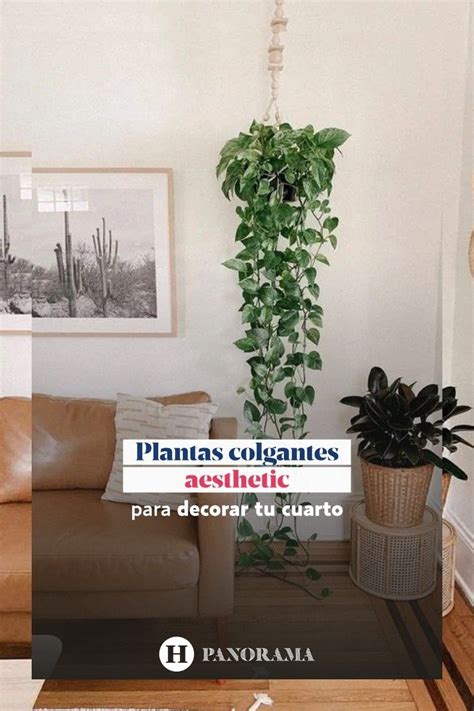 Plantas Colgantes Aesthetic Para Decorar Cuartos Peque Os Ideas