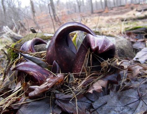 The Mysterious and Beautiful Swamp Creatures | Suburban Foragers