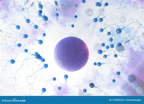 Sperm And Egg 3d Illustration Stock Illustration Illustration Of