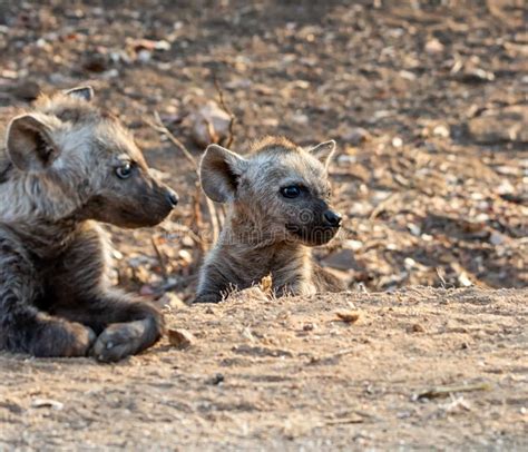 Spotted Hyena Pup stock image. Image of laughing, crocuta - 144660487