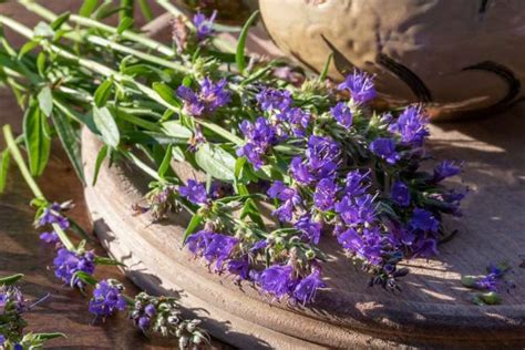 Hyssop in the Bible: Fascinating Facts! - Made of Still