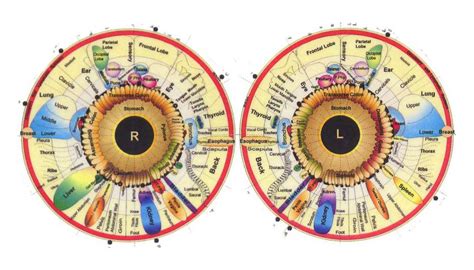 Wie Funktioniert Irisdiagnostik Wie Funktioniert