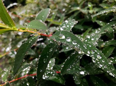 Amazing Raindrops on Leaves Stock Image - Image of detail, sharp: 141623593