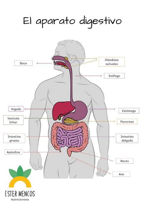 Sistema Digestivo Humano 2025