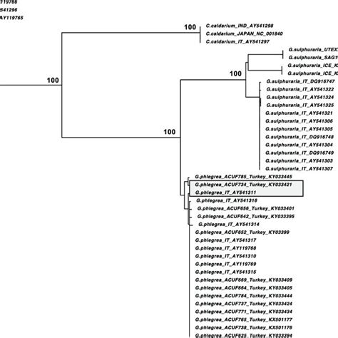 Phylogeny Of Cyanidiophyceae Inferred From Based On Maximum Likelihood