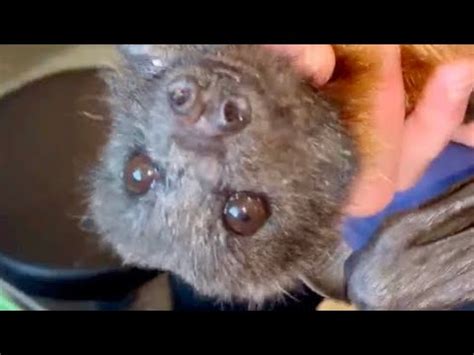 Rescuing A Flying Fox Who Didn T Have A Spinal Injury This Is Koala