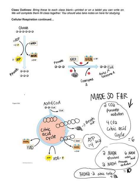 Lesson 7 Class Outline Cellular Respiration BIOL 101 Class Outlines