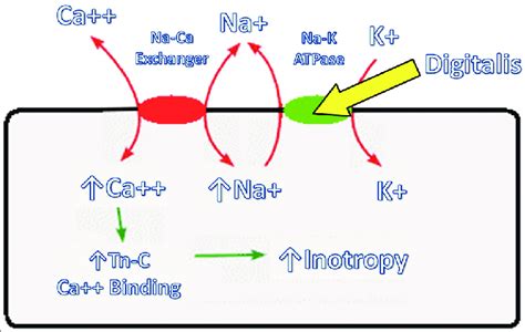 Cellular mechanism of cardiac glycoside action (TN‑C = troponin ...