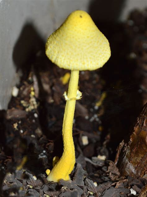 A pretty yellow mushroom that appeared after the rain. #mushroom #garden | Berry plants, Stuffed ...