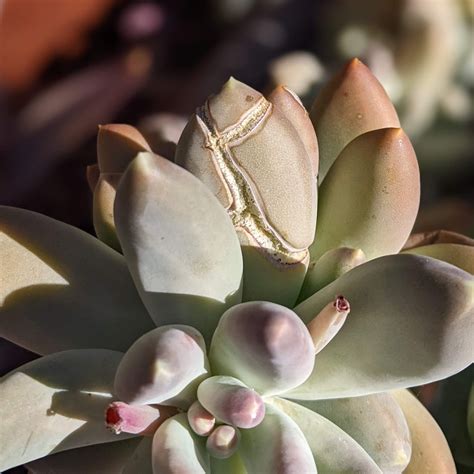 Succulent Leaves Splitting Succulentdotcare