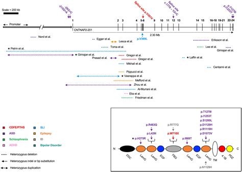 Frontiers The Role Of Contactin Associated Protein Like In