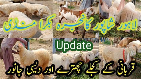 Qurbani Ke Kajla Chatray Or Desi Janwar Update Lahore Bakra