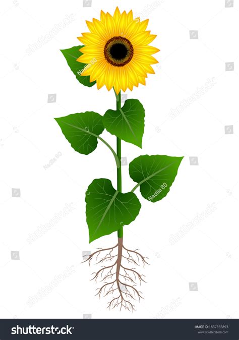 5,451 Sunflower and roots Images, Stock Photos & Vectors | Shutterstock