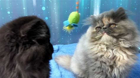 Persian Kittens Playing Youtube