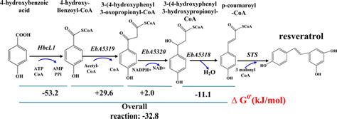 Synthetic Reverse Oxidation Pathway For The Synthesis Of Resveratrol