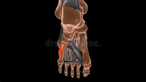 Opponens Digiti Minimi Of Foot Muscle Anatomy For Medical Concept D