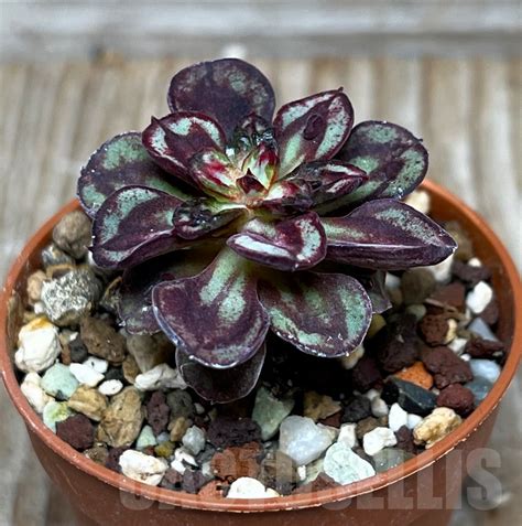 Shpr Echeveria Nodulosa Maruba Benitsukasa