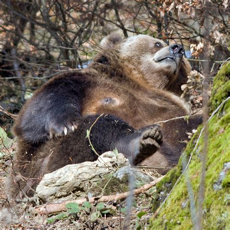 Bruine Beer Ursus Arctos Beierse Woud Nationalpark Bayer Flickr