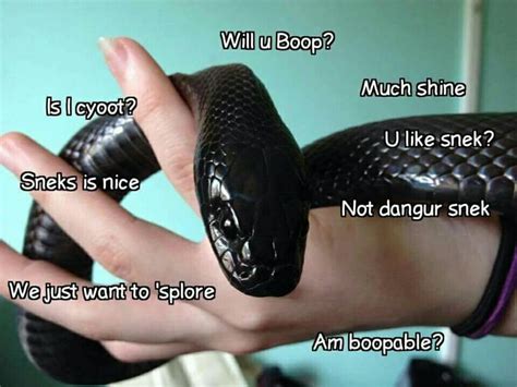 Pin by Cadance Magann on Snek | Pet snake, Cute snake, Cute reptiles