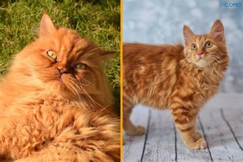 10 Razas De Gatos Naranjas Descubre Las Fascinantes Razas Felinas De