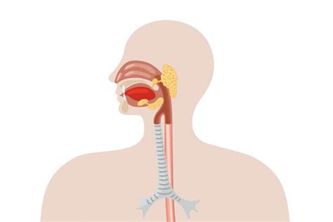 Mund Und Speiser Hre Gesundheitsportal