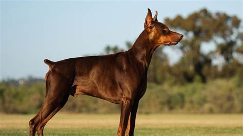 Impresionante compañera de clases Darse prisa los 9 perros mas