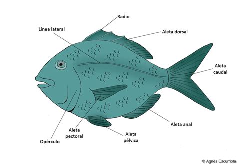 Tipos De Aletas Del Pescado Pares E Impares Dia De Pesca