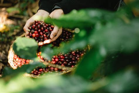 Blog Czy w ciąży można pić kawę Kofeina w kawie Wysocki Coffee