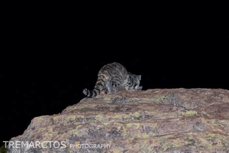 Andean Mountain Cat - TREMARCTOS