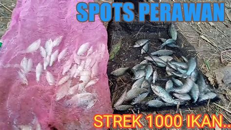 MANCING RAME RAME DI SPOTS BARU PANEN SERIBU IKAN YouTube