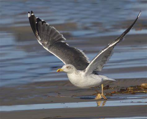 Lesser Black-backed Gull | San Diego Bird Spot