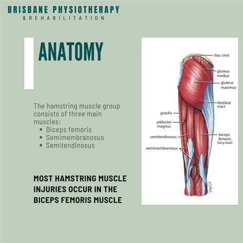 What Is A Hamstring Strain Brisbane Physiotherapy