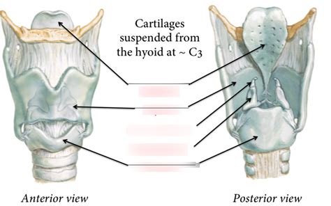 Laryngeal Cartilage Diagram Quizlet