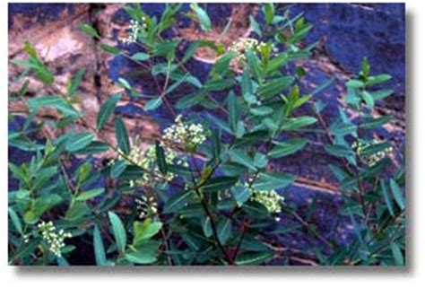 Dogbane - Apocynum cannabinum - DesertUSA