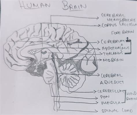 Human brain diagram – Artofit